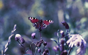shallow focus photography of red and black butterfly