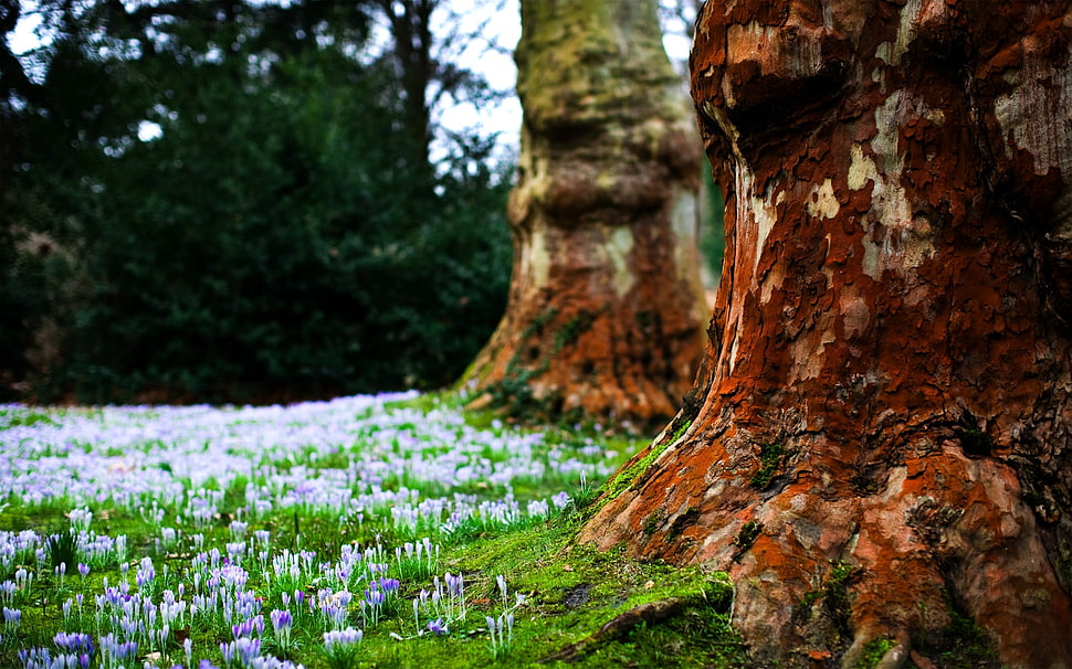 trees and flowers illustration HD wallpaper