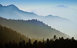 green pine trees, OS X, Mac OS X, mountains, forest
