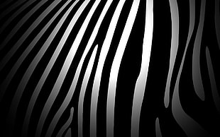 white and black zebra print, zebras, pattern