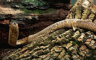 brown snake on wood log