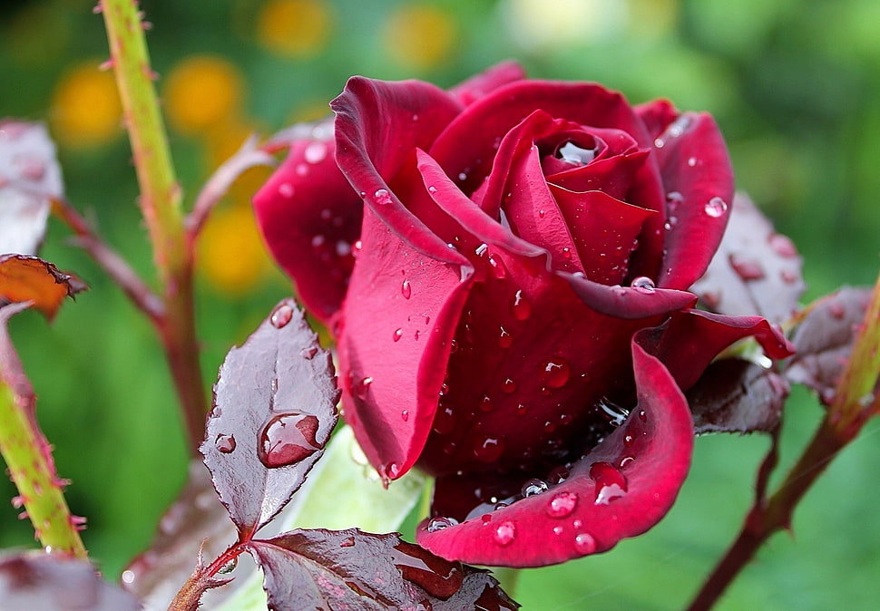 close-up photography of red Rose with water droplets during daytime HD wallpaper