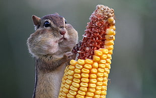 selective focus photograph of Squirrel chewing corn