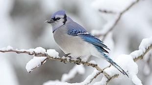 blue and gray bird, nature, birds, snow, winter