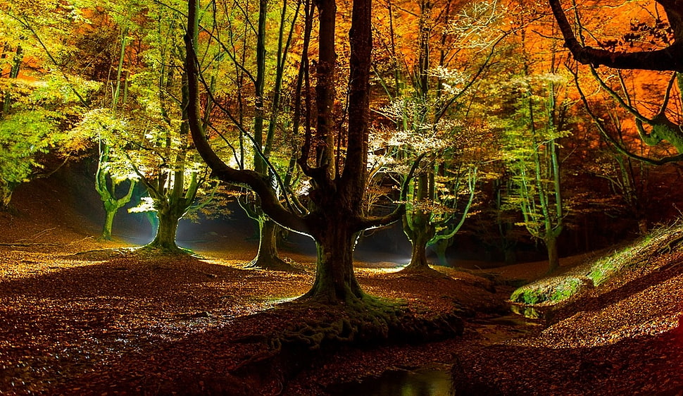 three brown wooden table decors, landscape, nature, forest, fall HD wallpaper