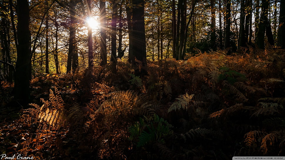 tree trunk silhouette, trees, forest HD wallpaper