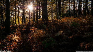 tree trunk silhouette, trees, forest