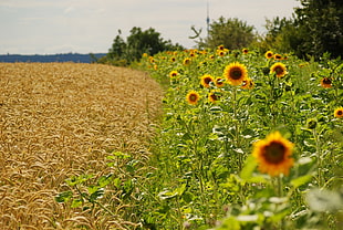 yellow Sunflower field during day time HD wallpaper
