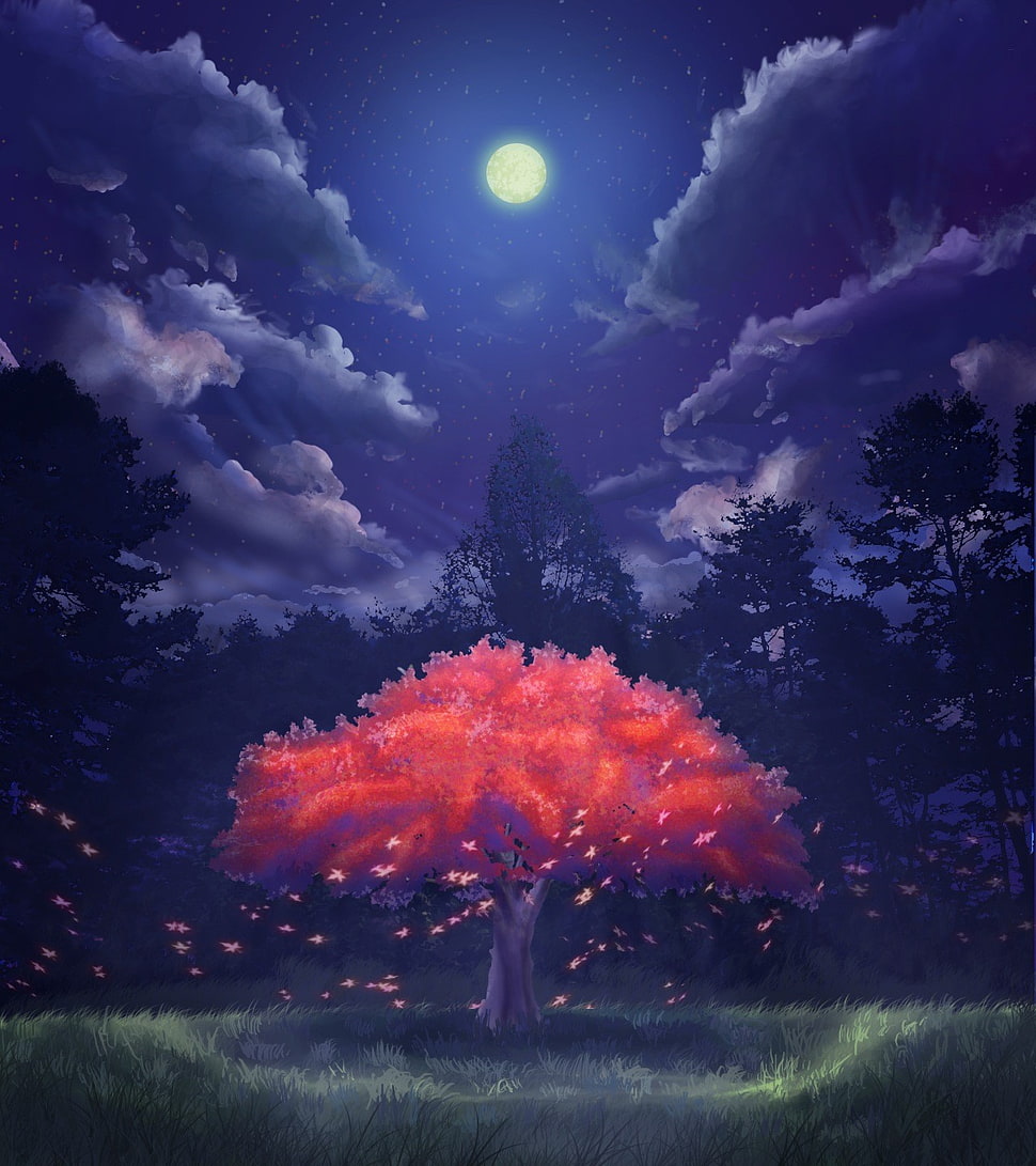 red leafed tree illustration, cherry blossom HD wallpaper