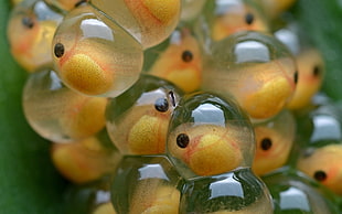 macro photography of fish eggs HD wallpaper