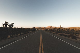 asphalt road, desert, road, landscape, clear sky HD wallpaper