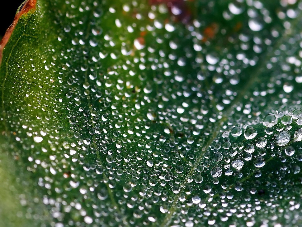 shallow focus photography green plant HD wallpaper