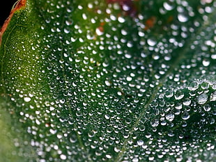 shallow focus photography green plant