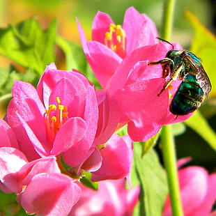 photography of green flying insect on pink flower plant, coral, leptopus