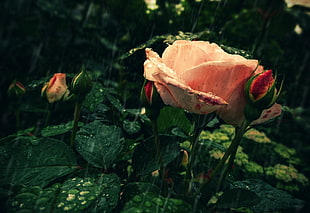 pink petal flower, rose, rain, flowers