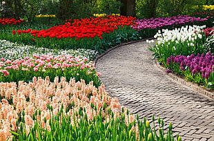 assorted color tulip field lined gray concrete pavement at daytime
