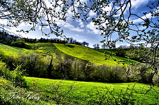 green hills with trees
