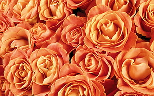 orange Rose flower wallpaper