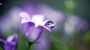 macro photography of water drop on purple petaled flower