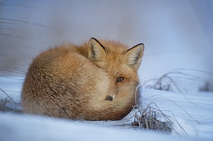 brown fox lying on snow at daytime