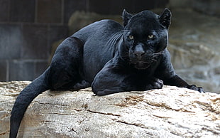 black puma