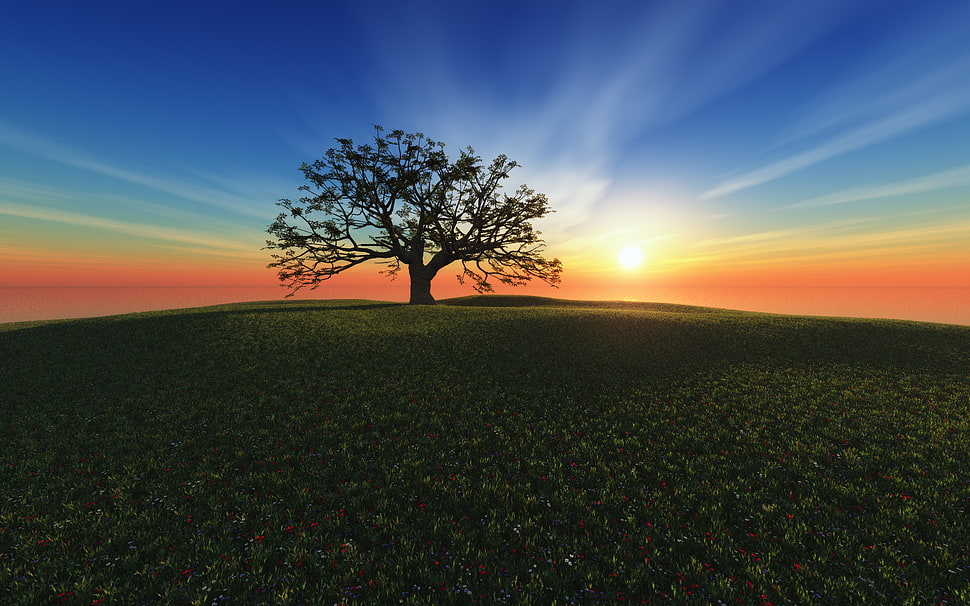 silhouette of tree during golden hour HD wallpaper