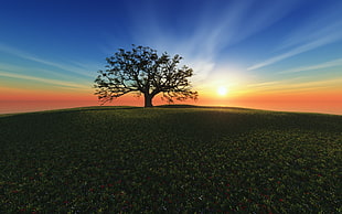 silhouette of tree during golden hour