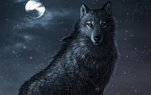gray wolf digital wallpaper, wolf