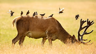 brown moose and flock of birds, nature, animals, deer, birds HD wallpaper