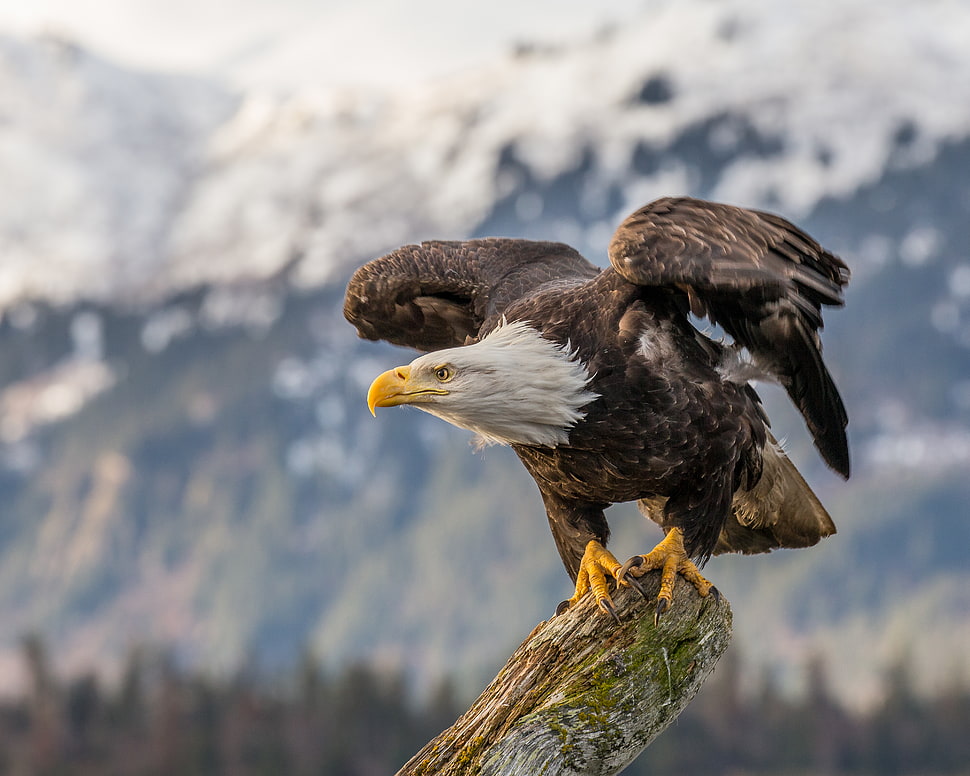 white and brown eagle HD wallpaper