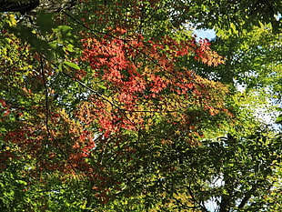 green and brown maple leaf tree at daytime