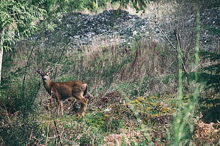 brown deer, Deer, Forest, Grass HD wallpaper