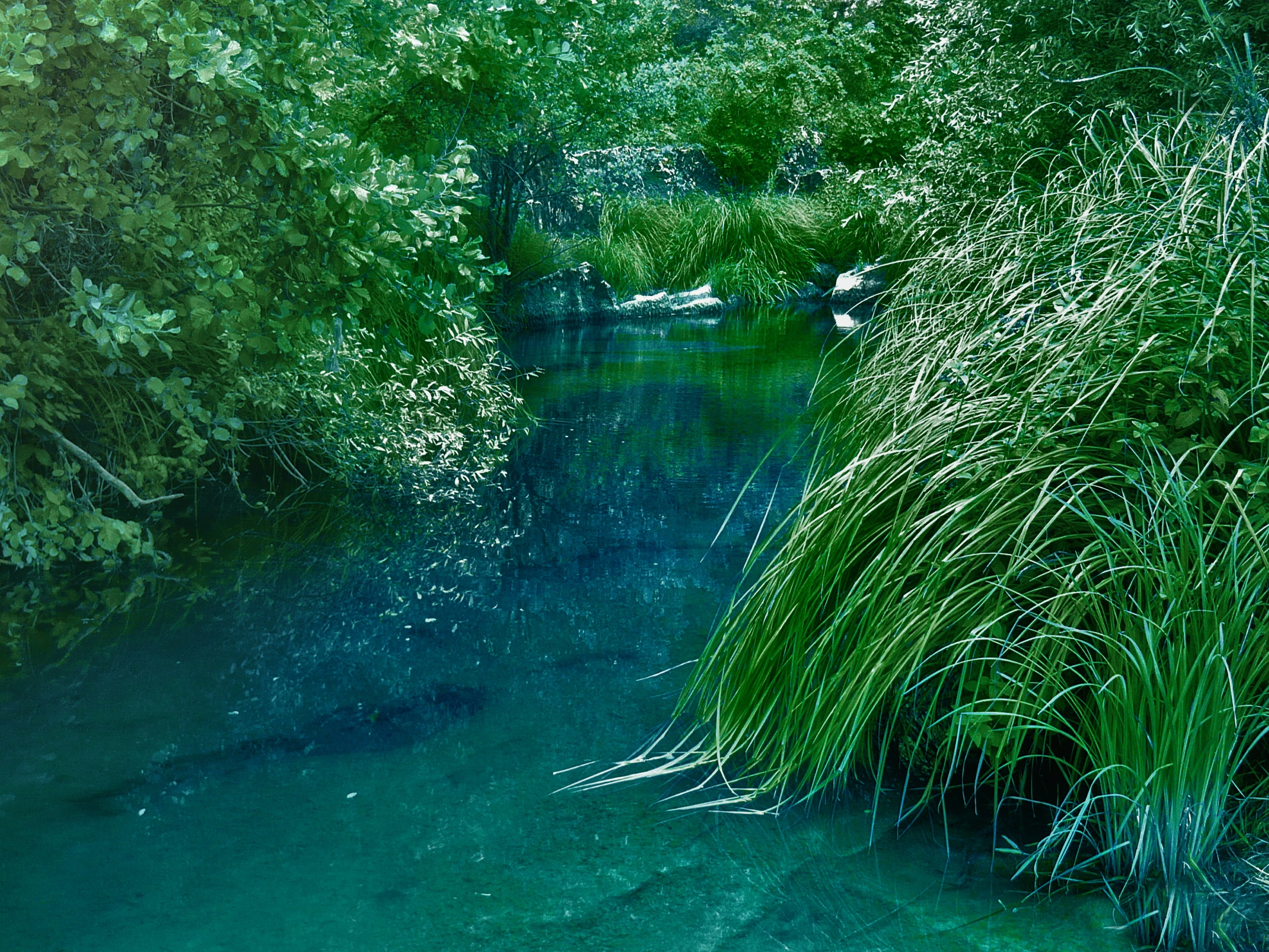 Духи водоемов. Кусты возле воды. Лесная река. Река в зарослях. Вода в природе.