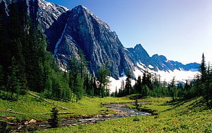 gray mountain in front of forest HD wallpaper
