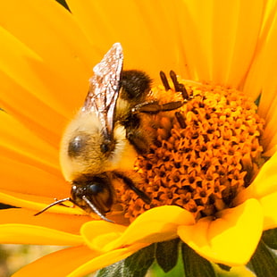 Honey Bee and yellow petaled flower during daytime