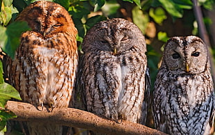 three brown owl resting during daytime