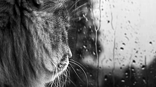 grayscale photo of cat looking outside during rain