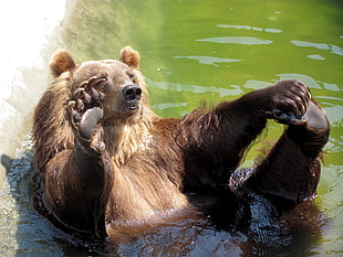 black bear lying on body of water