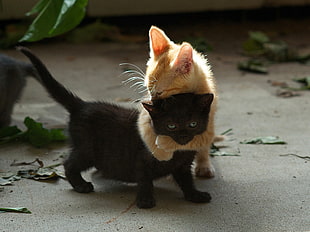 two black and orange kitten hugging each other