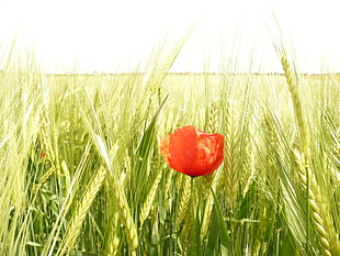 shallow photography of red flower during day time, corn, red poppy, grainfield HD wallpaper