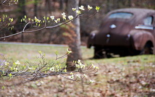 photography of white petaled flower near classic brown Beetle car