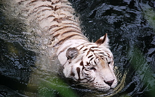 albino tiger swims on body of water on focus photo HD wallpaper