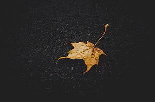 brown maple leaf HD wallpaper