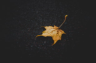 brown maple leaf