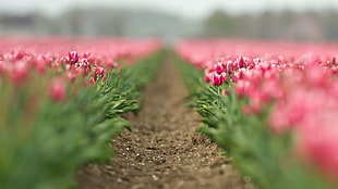 low angle selective focus photography of pathway in between bed of pink tulips