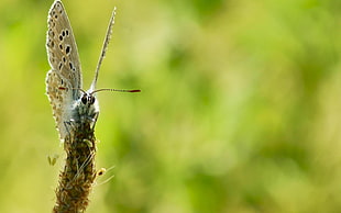 Silver Studded butterfly during daytime HD wallpaper