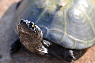 macro photography of sea turtle