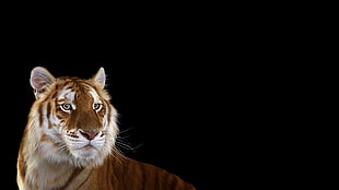 tiger wallpaper, photography, mammals, cat, tiger HD wallpaper