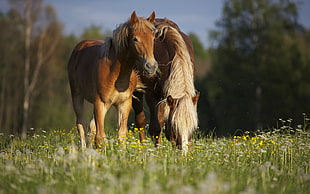 two brown horses on green grasses at daytime