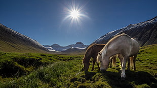 two white and brown horses, mountains, horse, grass HD wallpaper